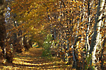 River Findhorn Path